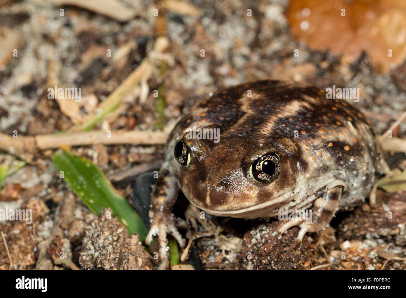 Eastern spadefoot facging forward - Scaphiopus holbrookii Stock Photo