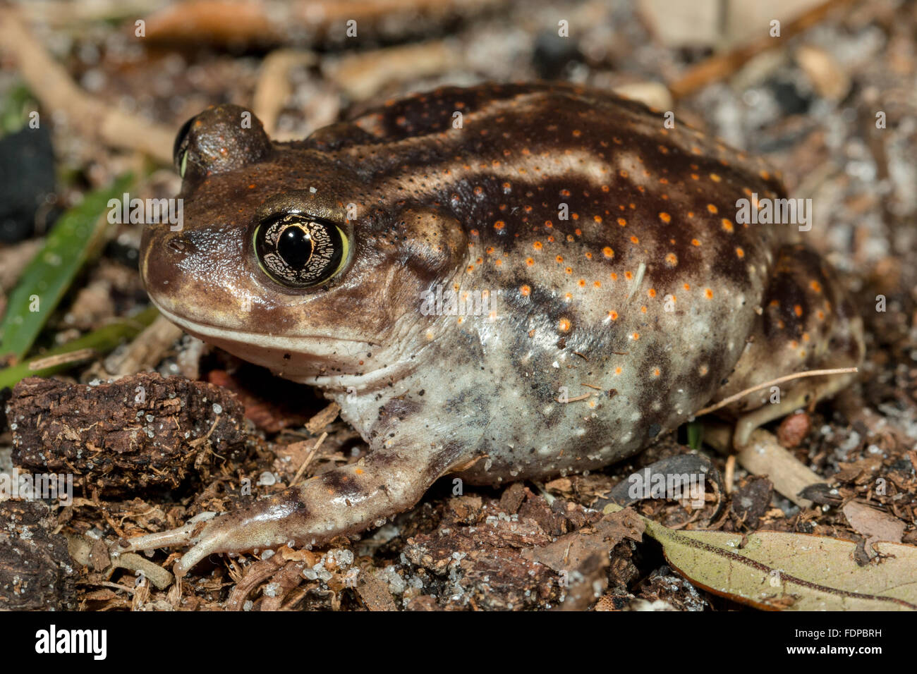 Closeup of a female eastern spadefoot - Scaphiopus holbrookii Stock Photo