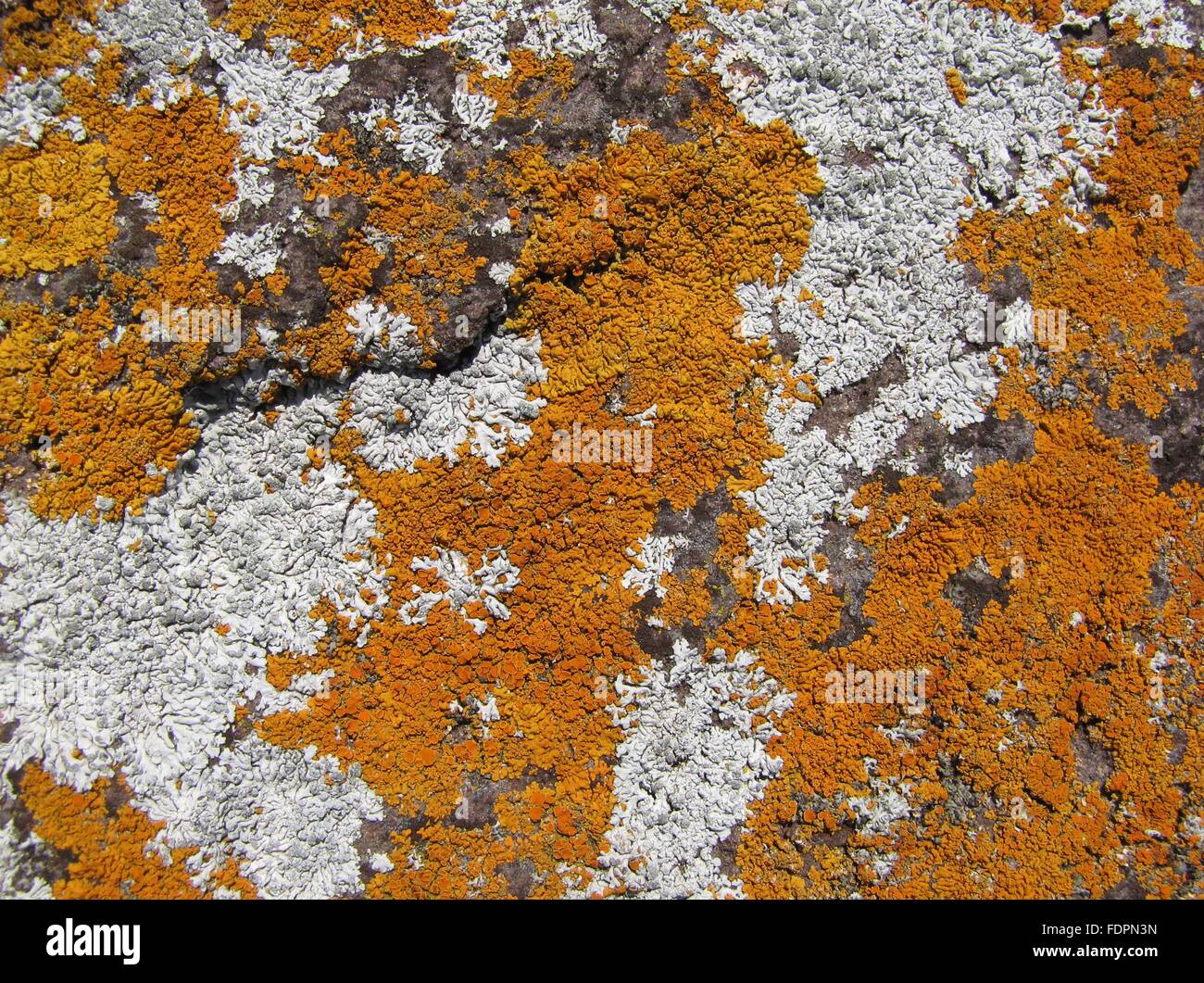 White Lichen High Resolution Stock Photography and Images - Alamy