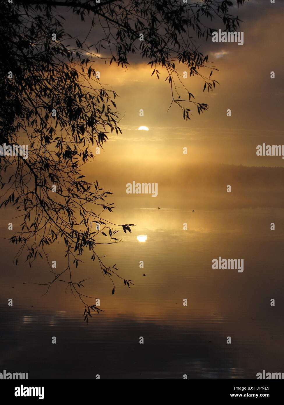 Golden misty sunrise on a Wisconsin lake framed by tree branches two ...