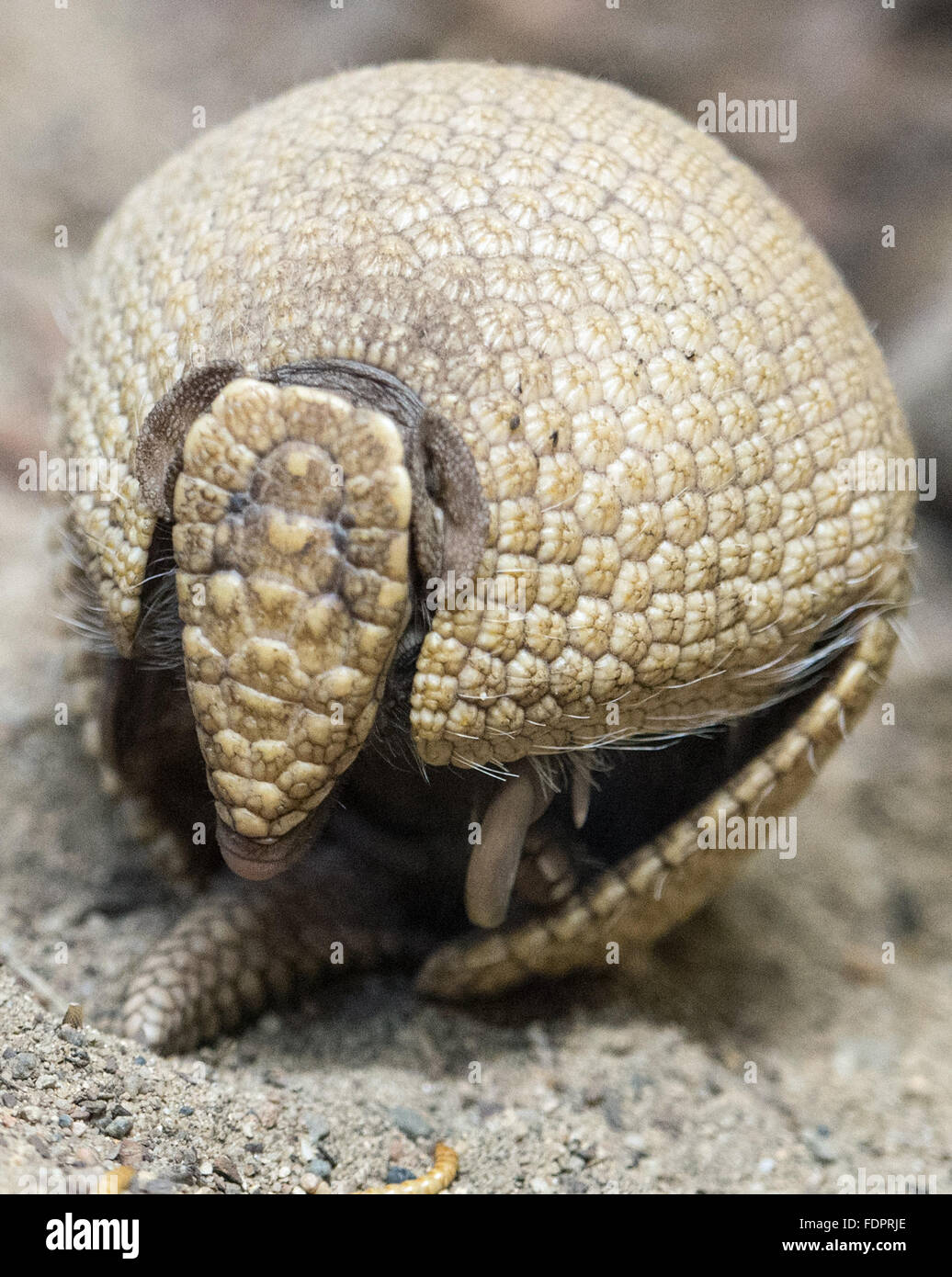 Armadillo photo hi-res stock photography and images - Alamy