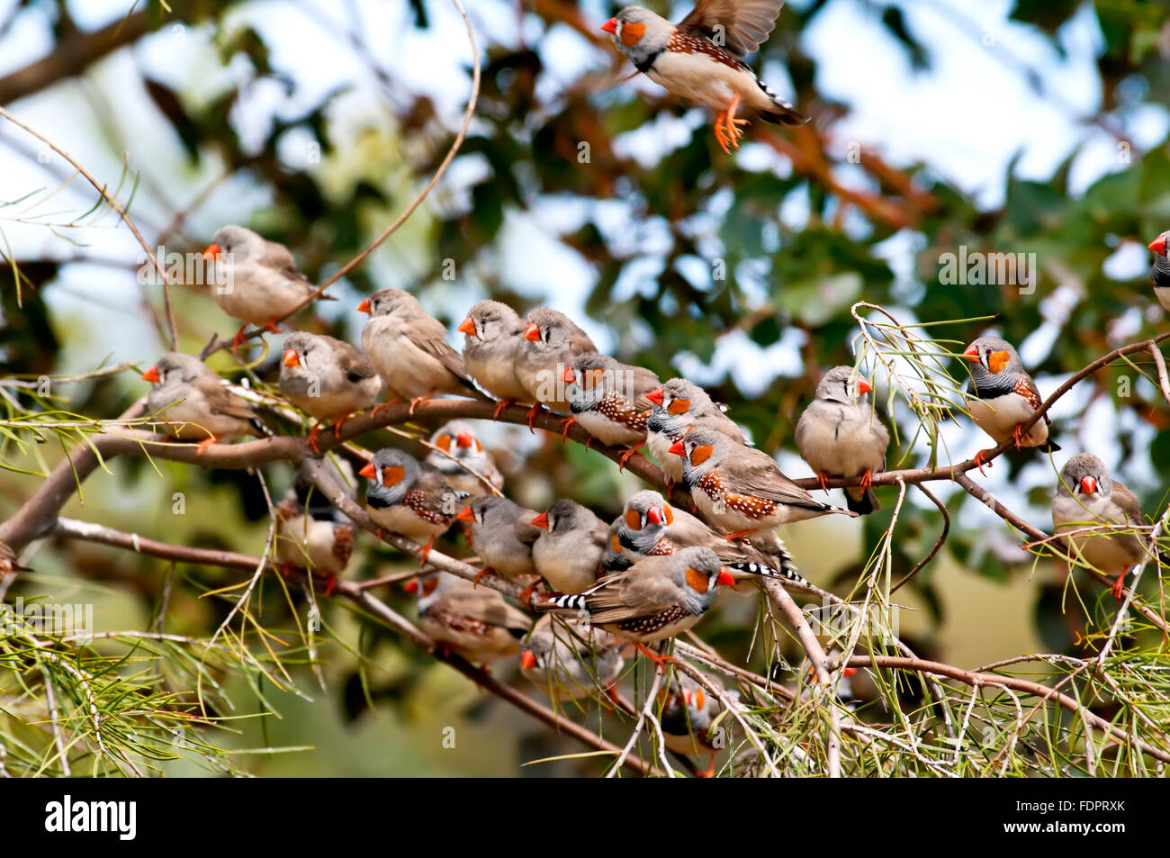 Bird Ornamental Birds Zebra Finch High Resolution Stock Photography and
