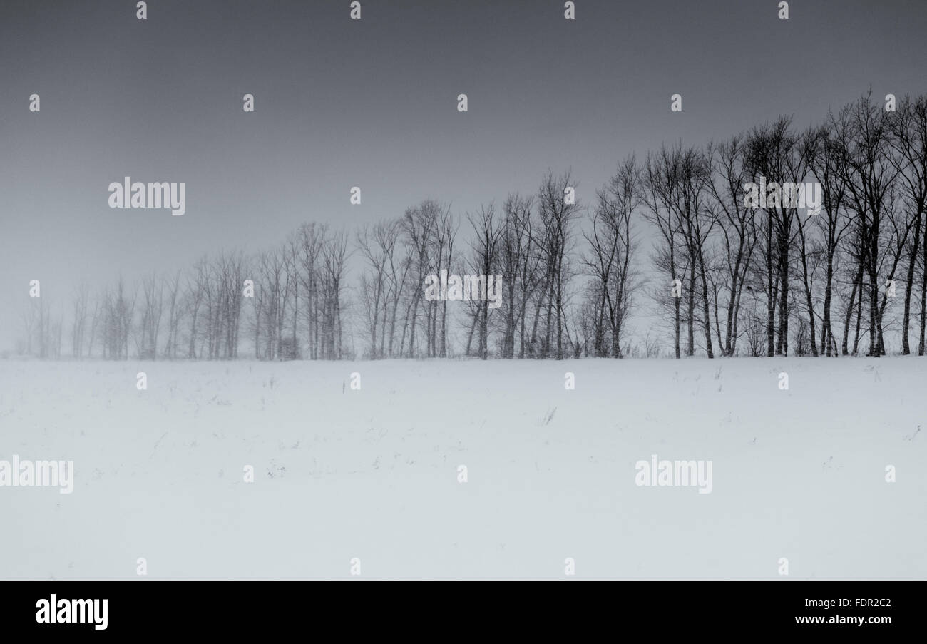Monochrome landscape image on winter trees set against a white winter