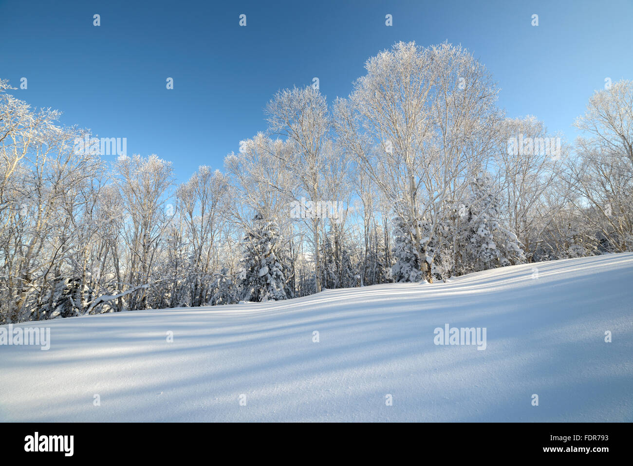 Sakhalin fir hi-res stock photography and images - Alamy