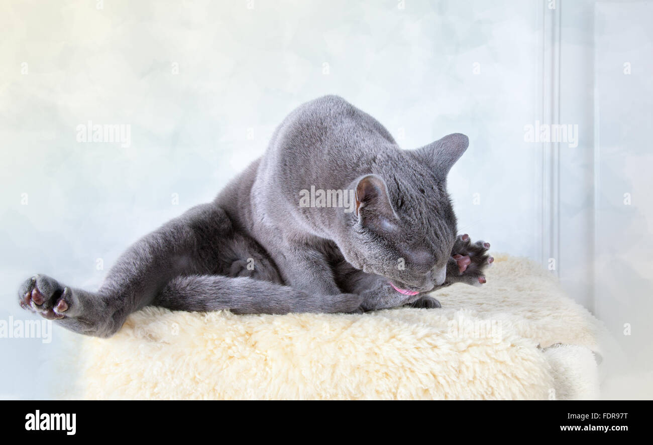 Cat Catlick Chartreux Cat British Shorthair Stock Photo 94554540