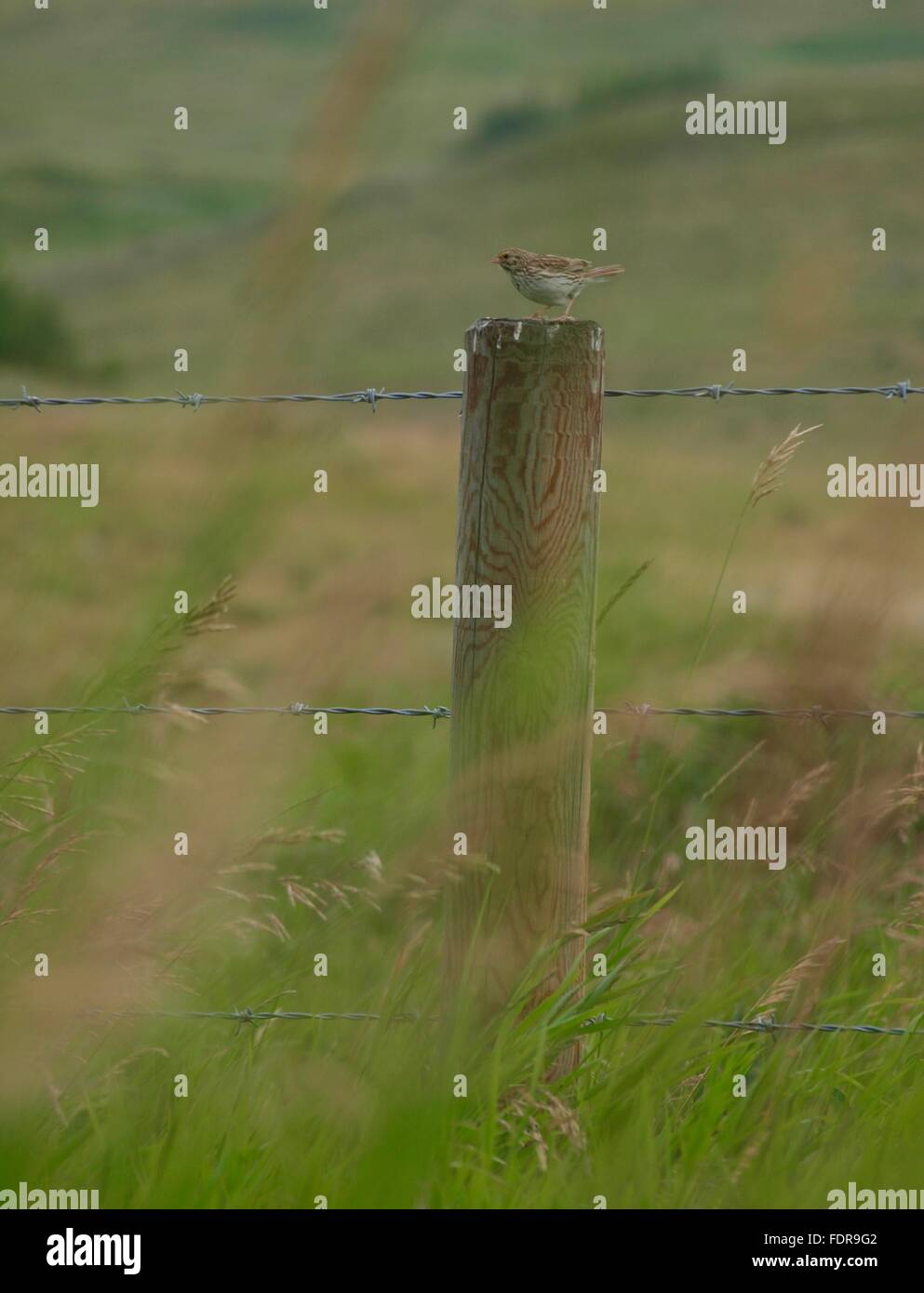 Song Bird on Fence Post Stock Photo Alamy