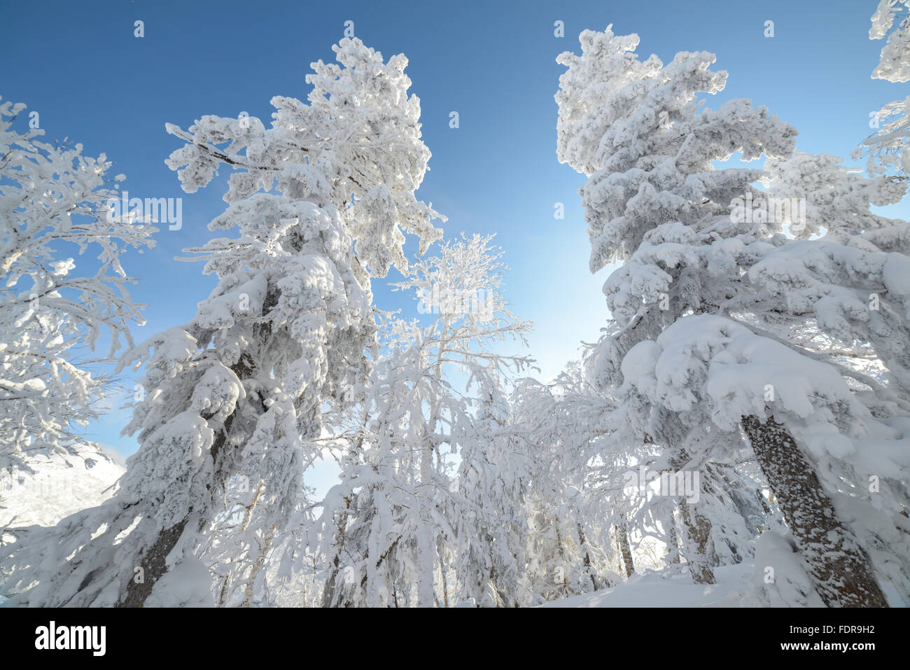 Winter in the mountains, in the forest. Sakhalin Island, Russia Stock ...