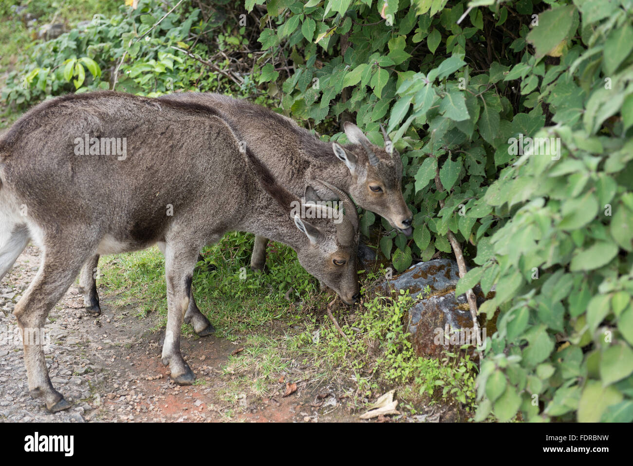 Wildlife in Eravikulam National Park Stock Photo - Alamy Wildlife in Eravikulam National Park Stock Photo - Alamy