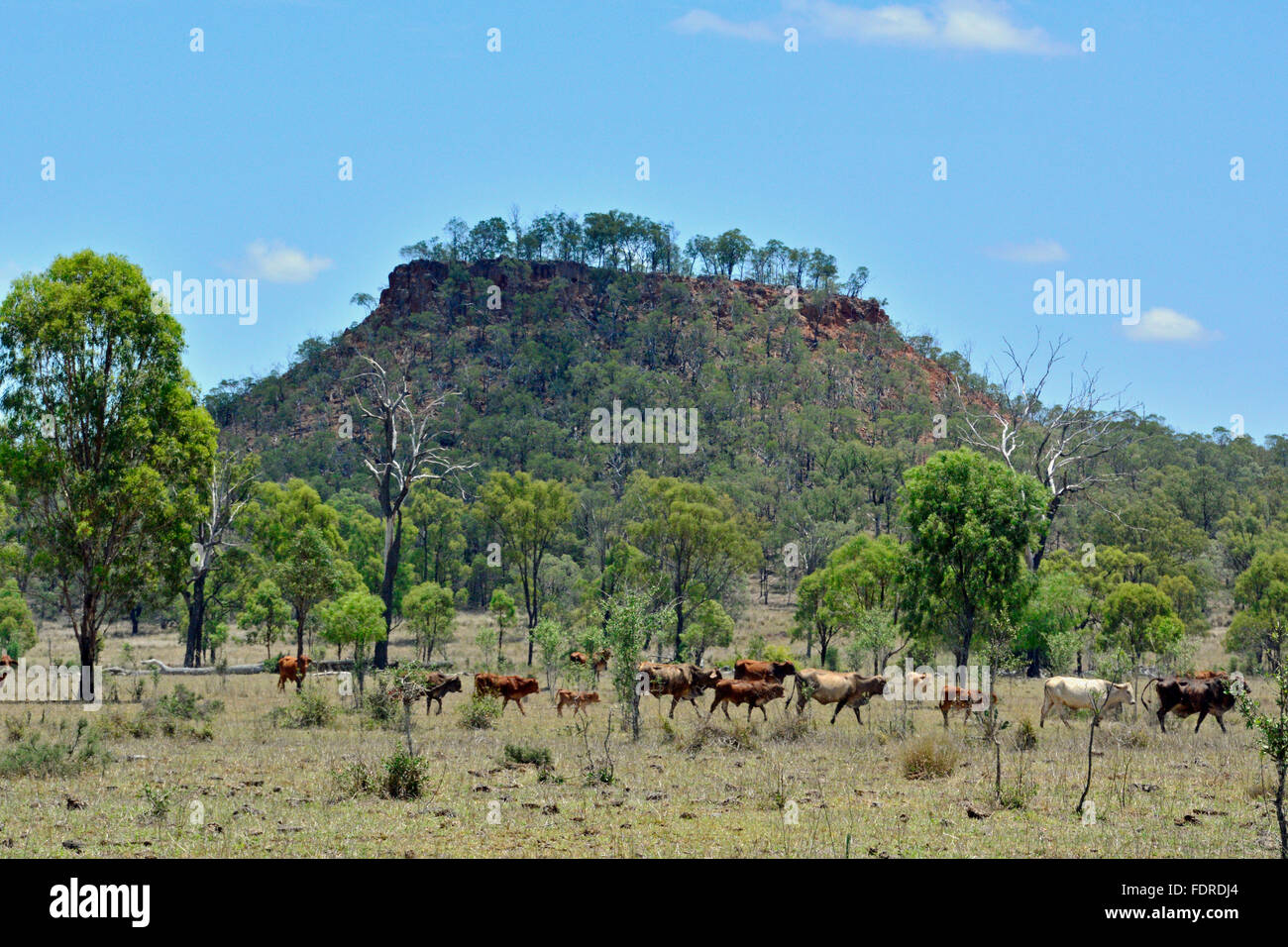 AUSTRALIAN CATTLE STATION Stock Photo Alamy