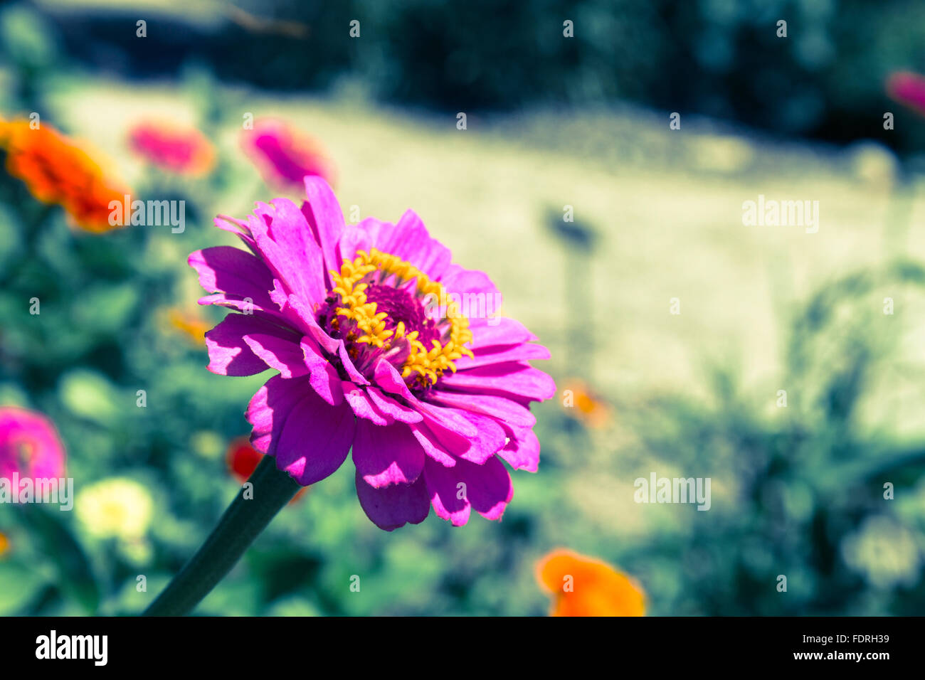 purple flower in the garden Stock Photo - Alamy