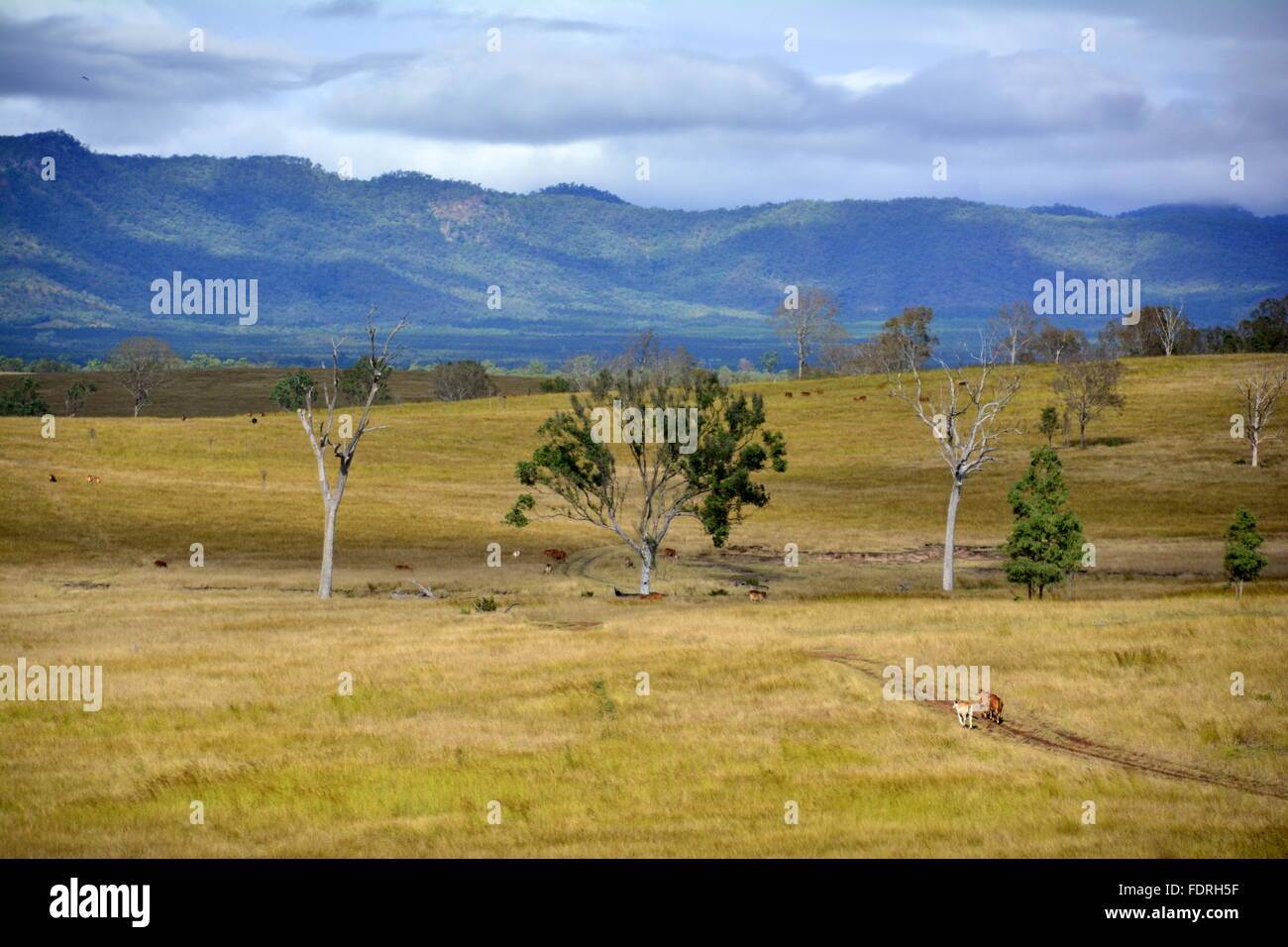 AUSTRALIAN CATTLE STATION Stock Photo Alamy