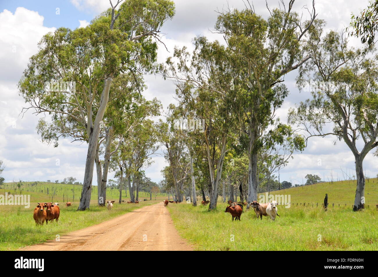 Cattle Station Northern Territory Australia