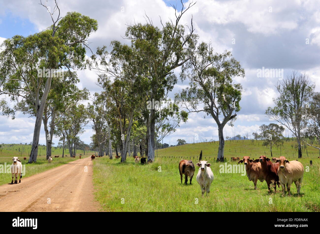 AUSTRALIAN CATTLE STATION Stock Photo Alamy