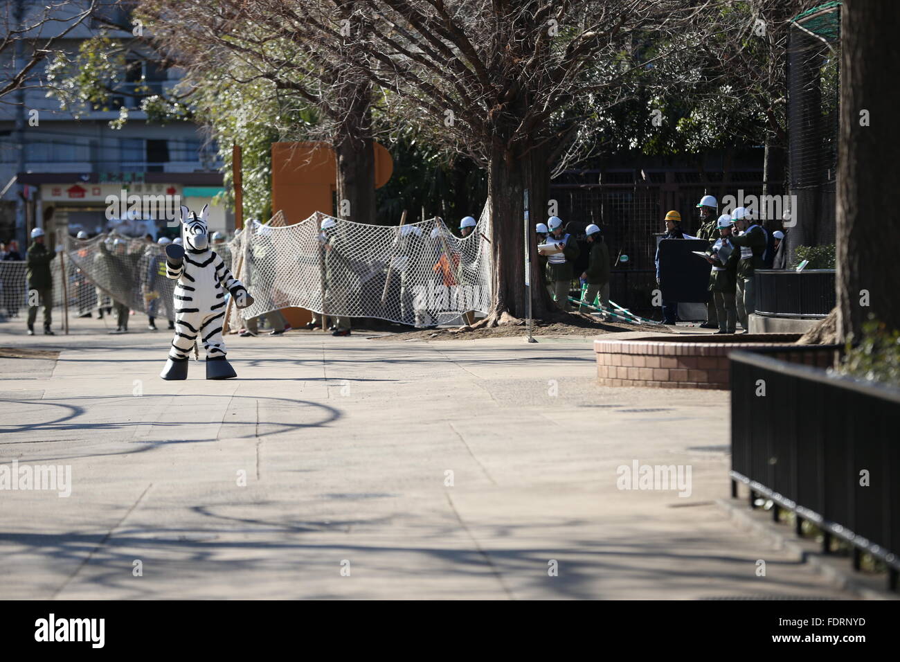 Tokyo, Japan. 2nd Feb, 2016. Zoo keepers capture an escaped zebra at ...