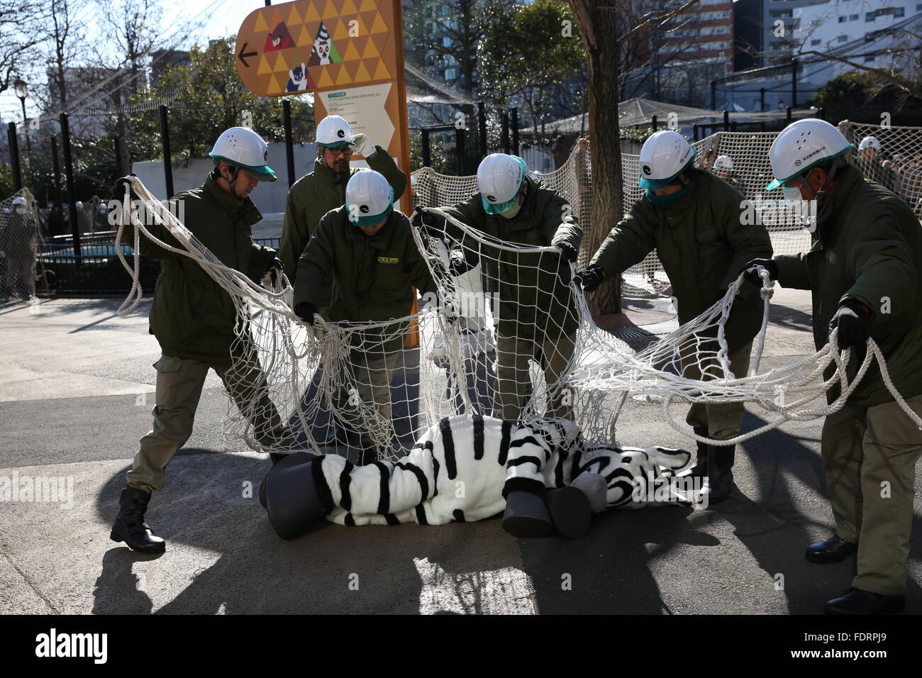 Tokyo, Japan. 2nd Feb, 2016. Zoo keepers capture an escaped zebra at ...