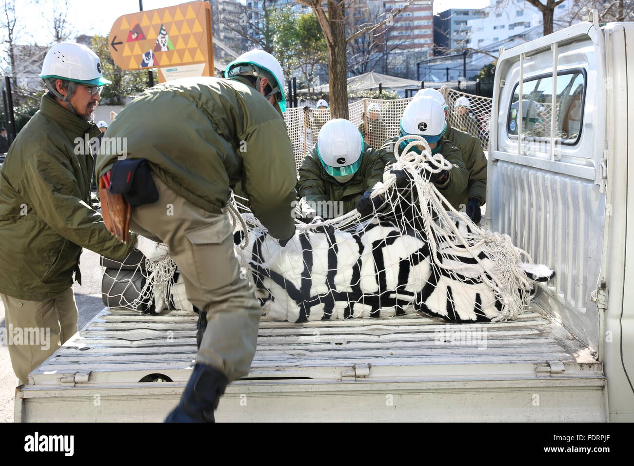 Tokyo, Japan. 2nd Feb, 2016. Zoo keepers capture an escaped zebra at ...