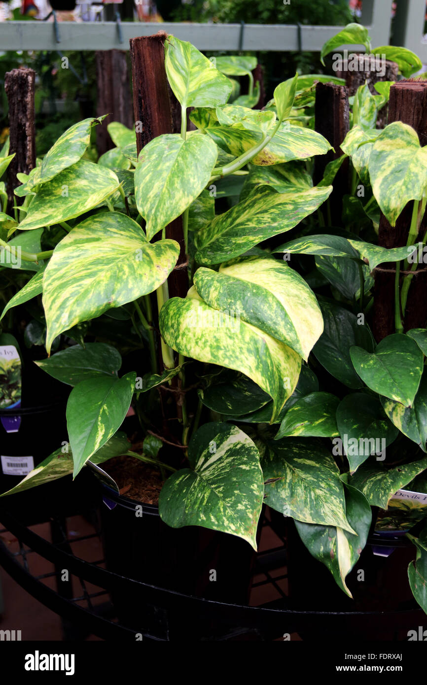 Devils ivy epipremnum aureum hires stock photography and images Alamy