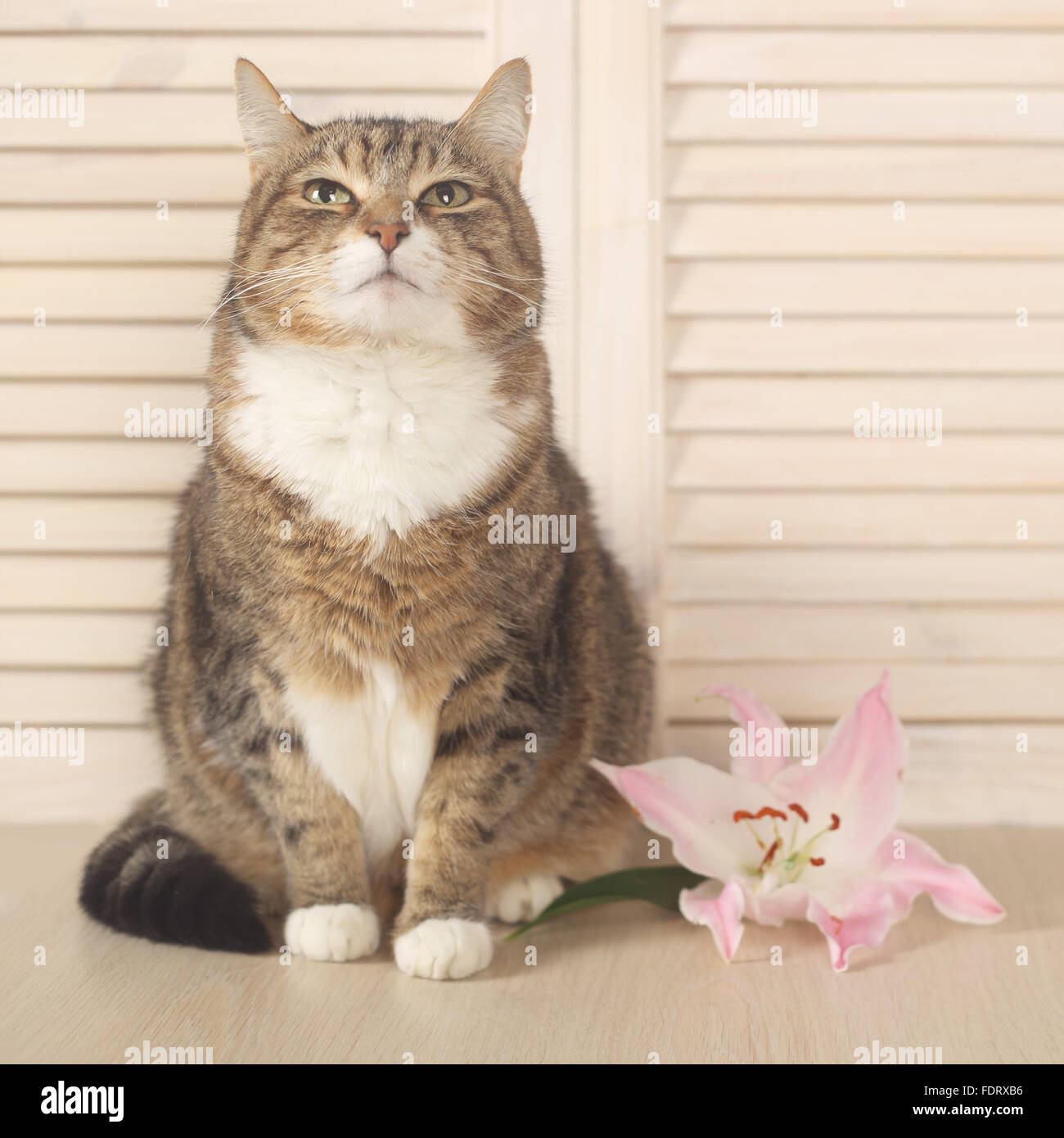 Surprise lily hires stock photography and images Alamy