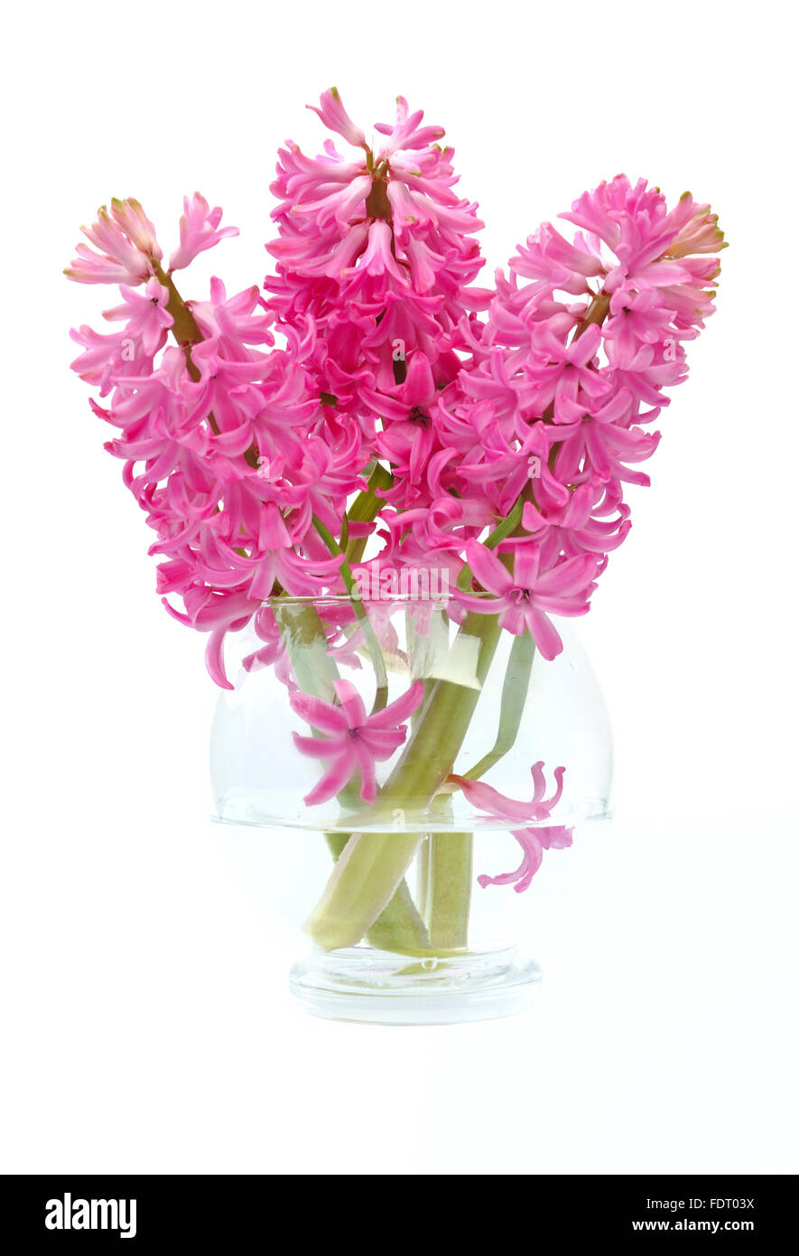 hyacinths in glass vase isolated on white background Stock Photo Alamy