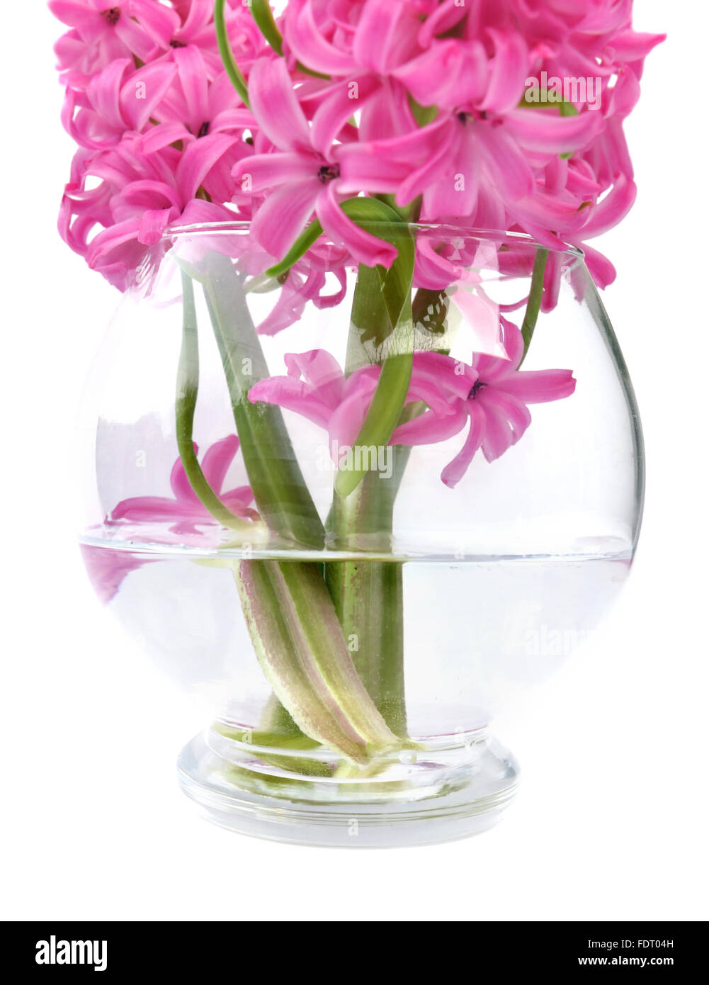 bouquet of hyacinths in water from a glass vase on a white background