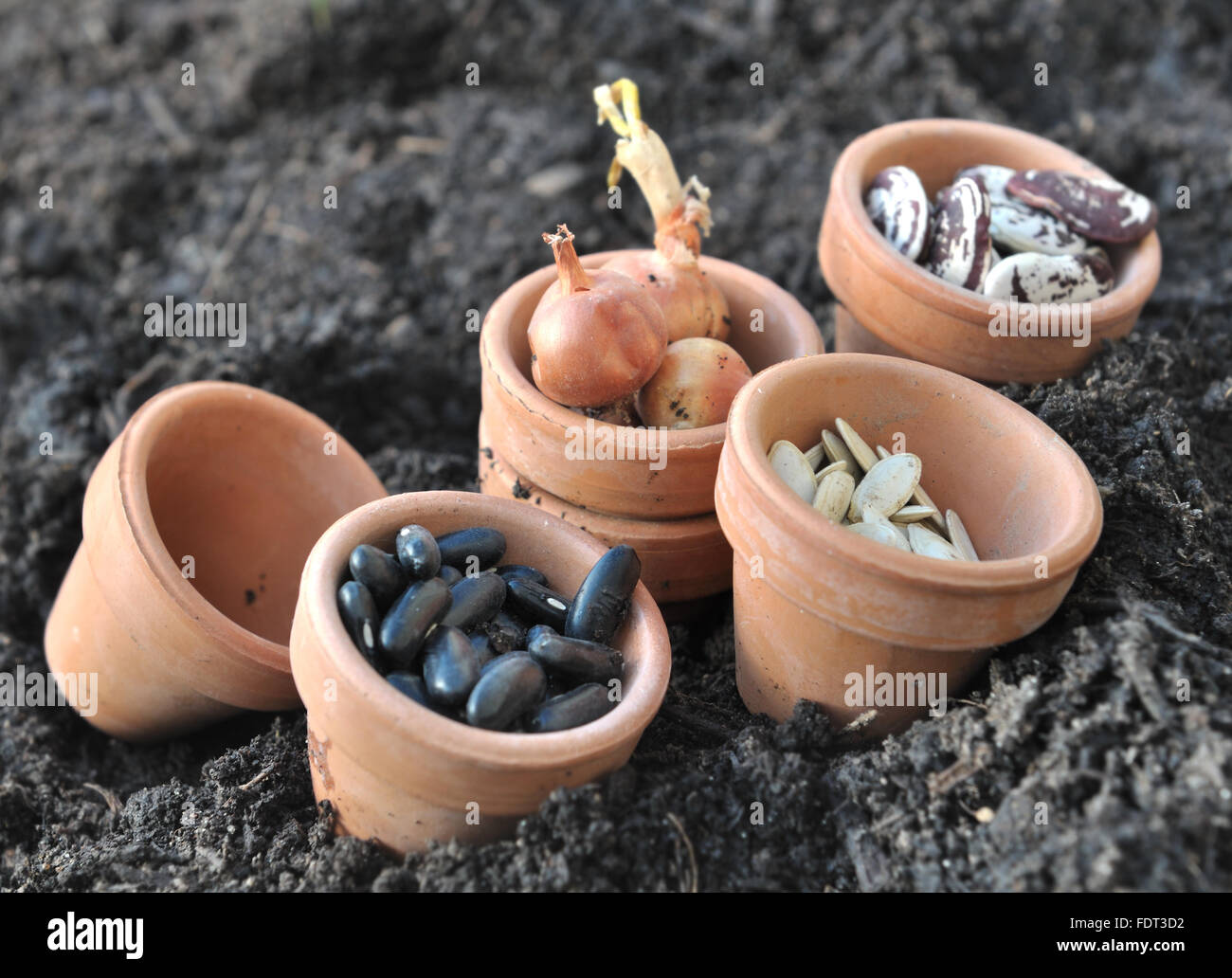 little pots filled with seeds for plantation on soil Stock Photo Alamy