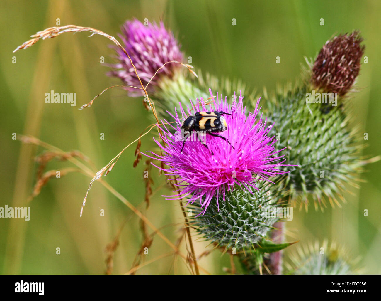 Eurasian bee-beetle on thistle flower Stock Photo