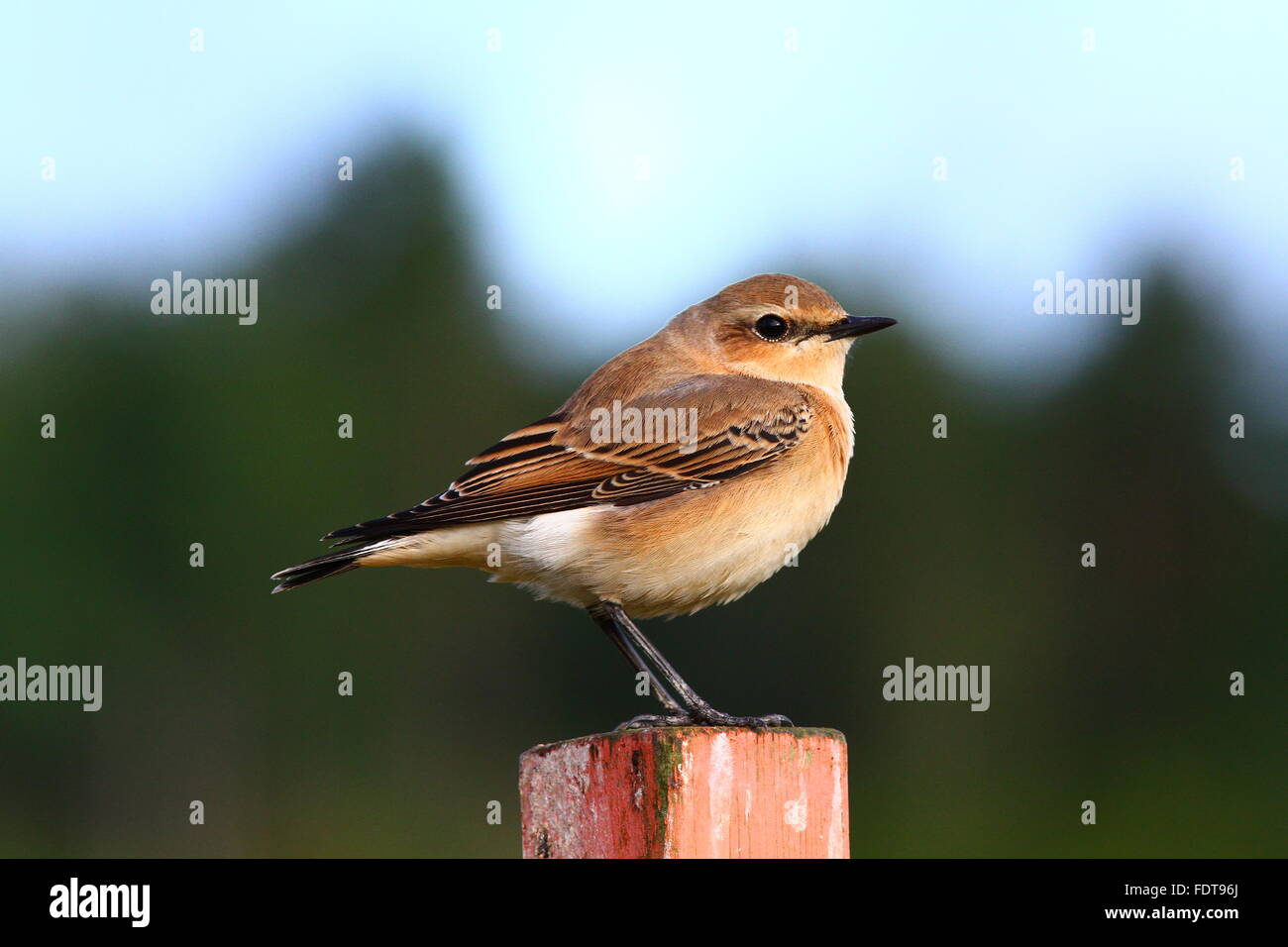 Northern wheatear, Oenanthe oenanthe standing on pole Stock Photo