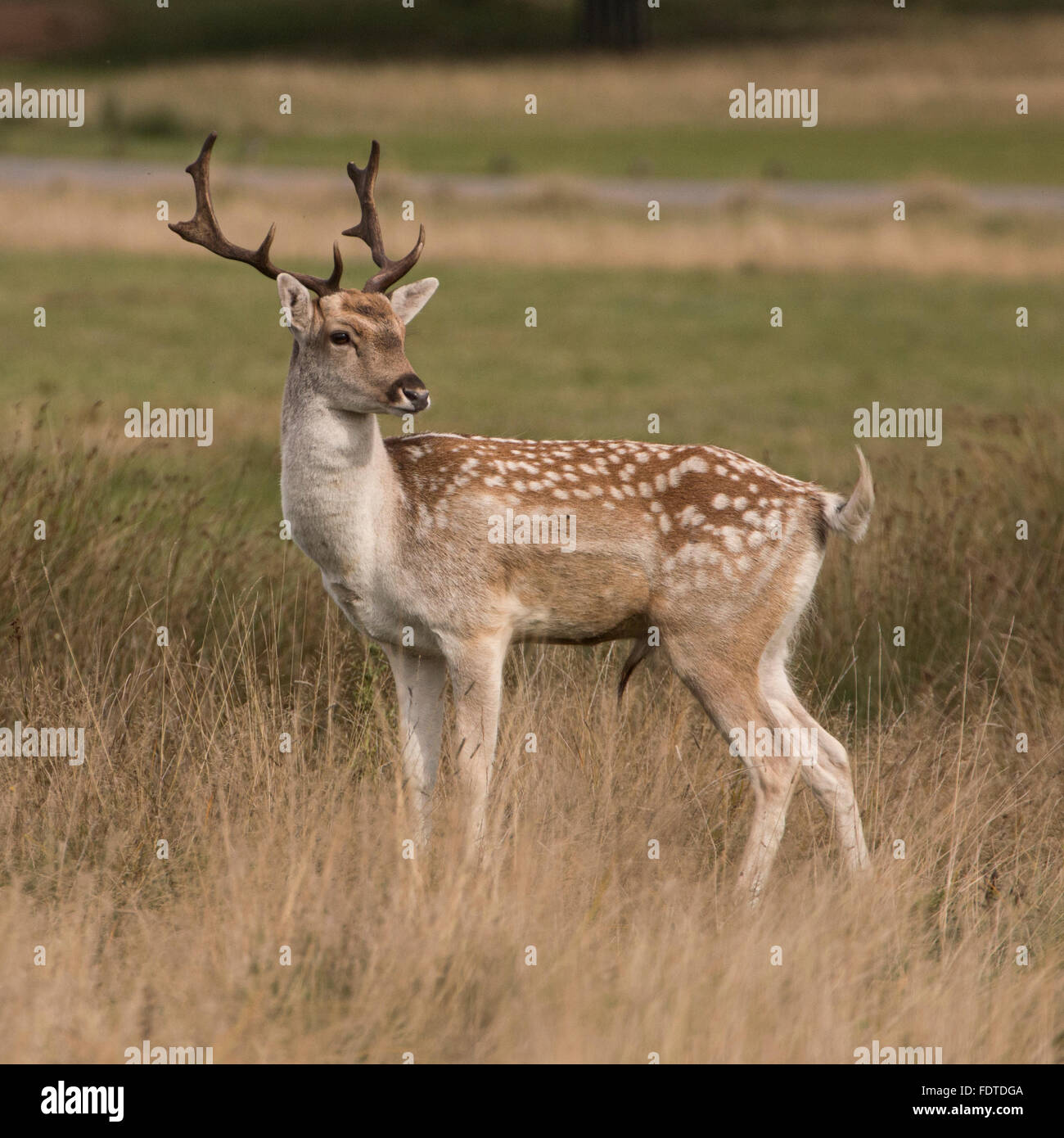 Young fallow deer in field Stock Photo