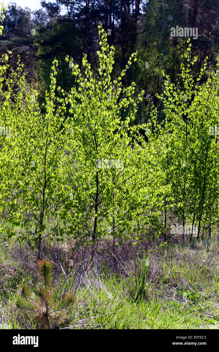 trees in spring Stock Photo - Alamy