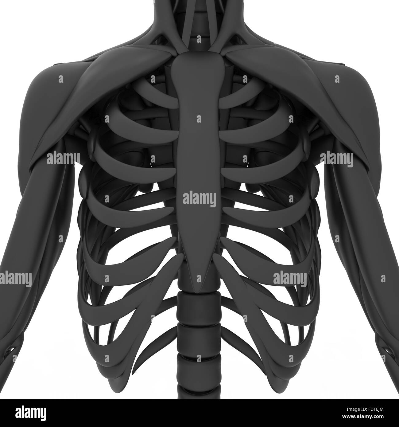 Human Skeleton System Anatomy Stock Photo