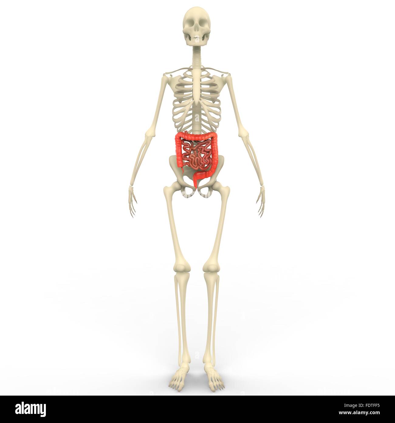 Human Digestive System Large and Small Intestine Anatomy Stock Photo ...
