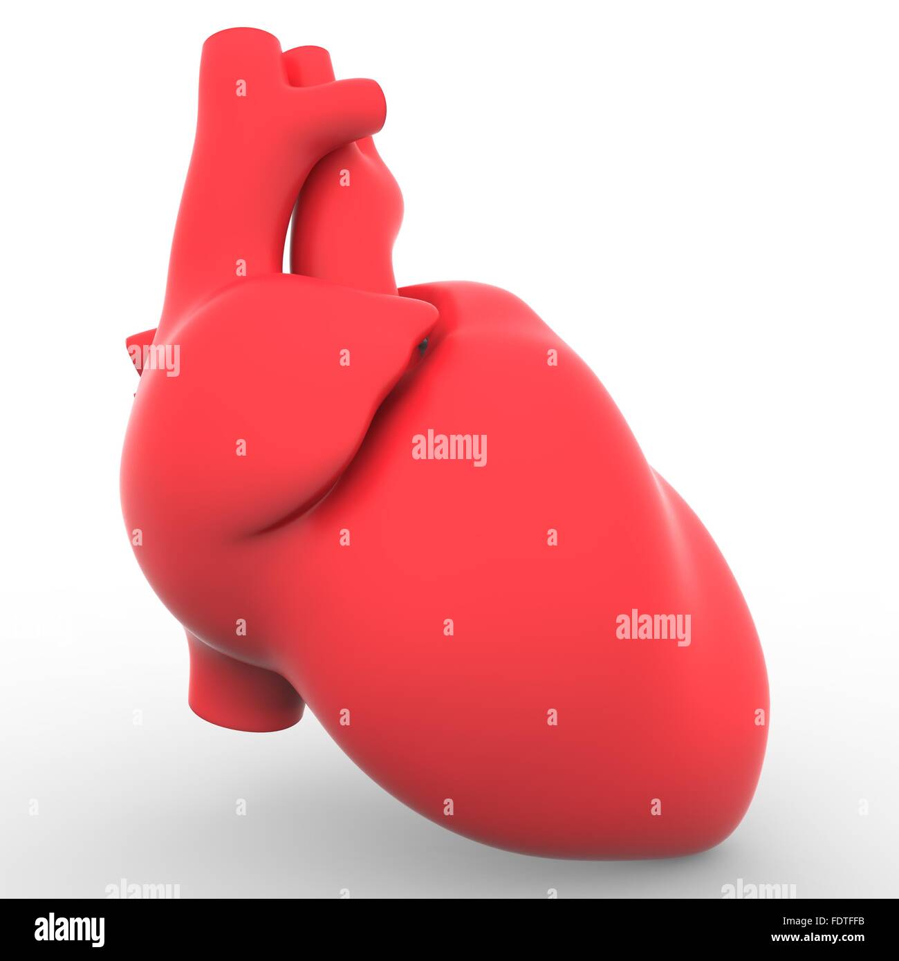 Human Cardiovascular System Heart Anatomy Stock Photo Alamy Human Cardiovascular System Heart Anatomy Stock Photo Alamy