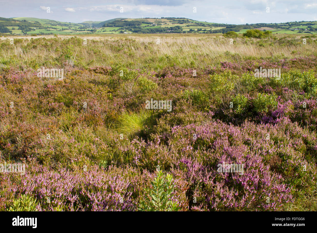 Habitat - View of a raised bog with Common Heather or Ling (Calluna vulgaris) flowering. Cors Fochno (Borth Bog), Ceredigion, Wa Stock Photo