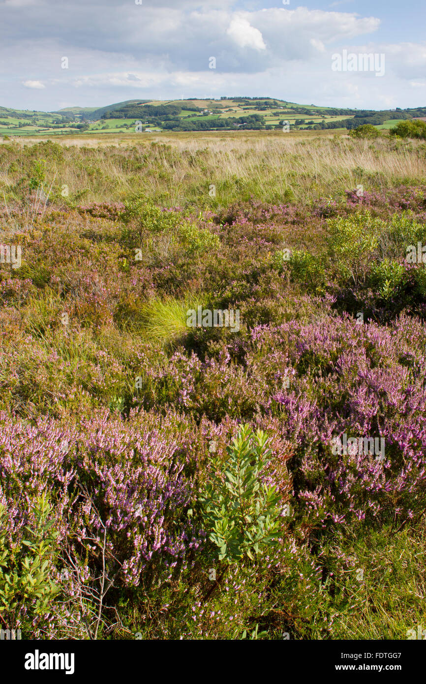 Habitat - View of a raised bog with Common Heather or Ling (Calluna vulgaris) flowering. Cors Fochno (Borth Bog), Wales. Stock Photo