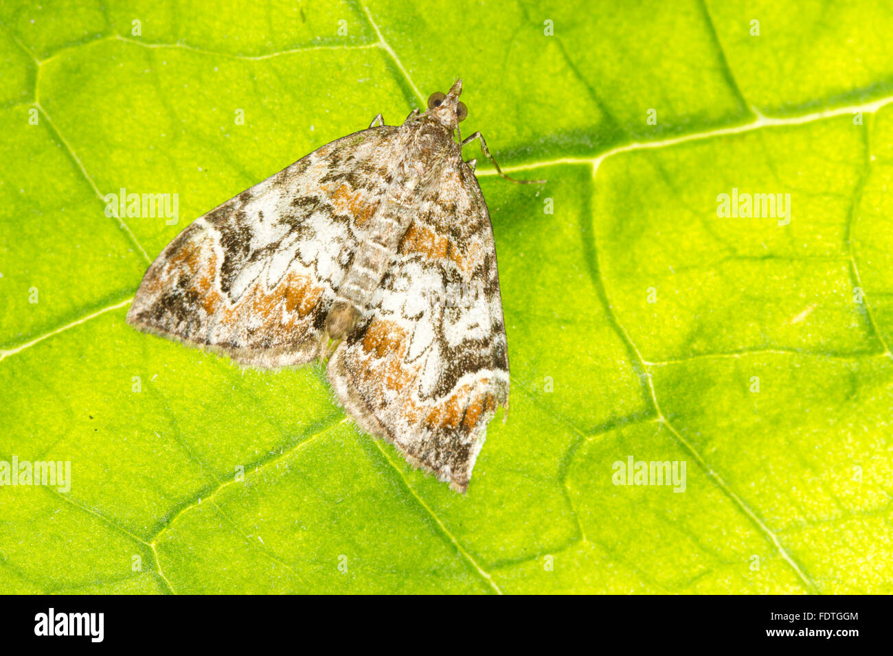 Carpet moths hires stock photography and images Alamy