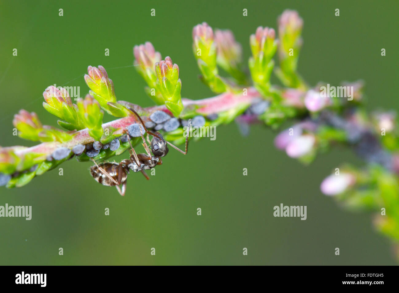 Negro Ant (Formica fusca) adult worker tending aphids on Common Heather or Ling (Calluna vulgaris). Powys, Wales. September. Stock Photo