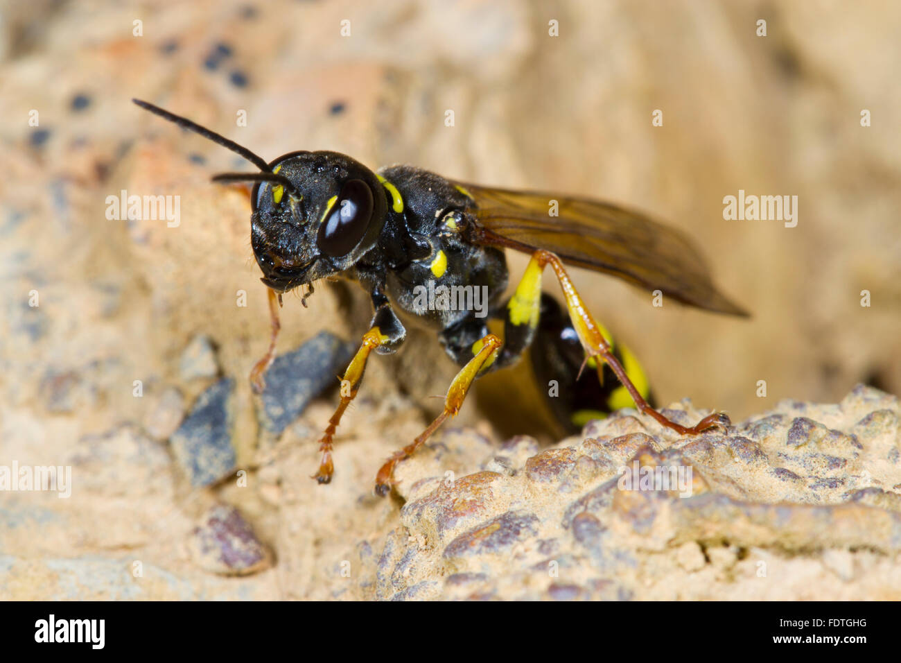 Field digger wasp (Mellinus arvensis) adult female.. Powys, Wales, September. Stock Photo