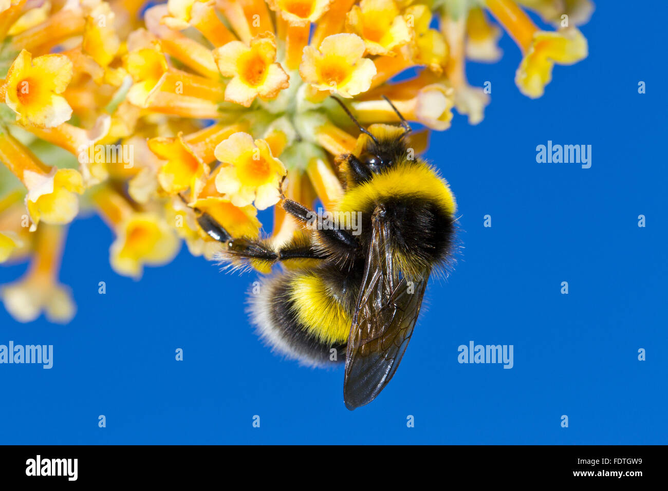 Garden Bumblebee (Bombus hortorum) adult male feeding on Buddleia (Buddleja X weyeriana) flowers in a garden. Powys, Wales. Stock Photo