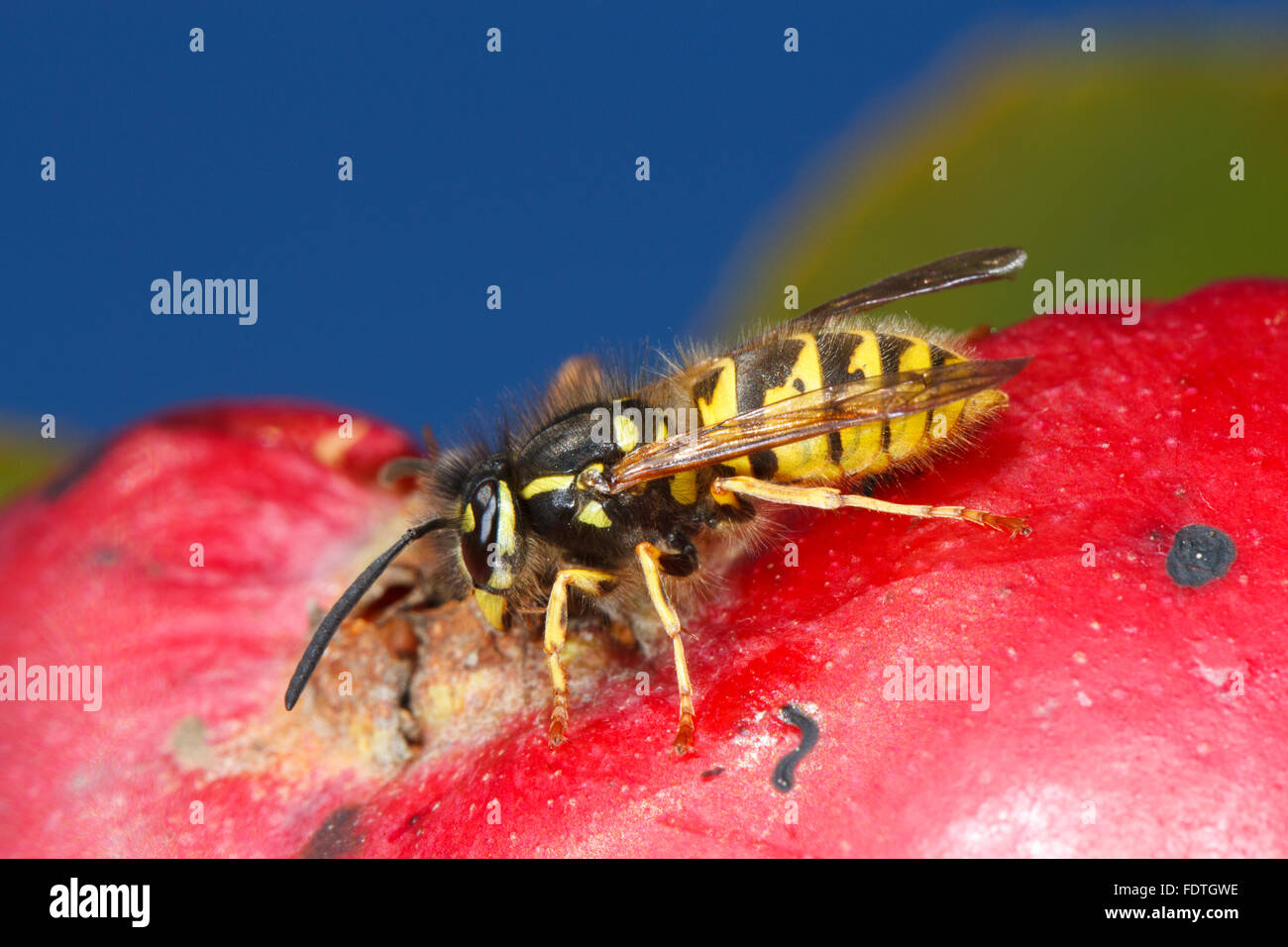 Common wasp (Vespula vulgaris) adult worker, feeding on a damaged apple (Malus domestica) in an Organic orchard. Powys, Wales. Stock Photo
