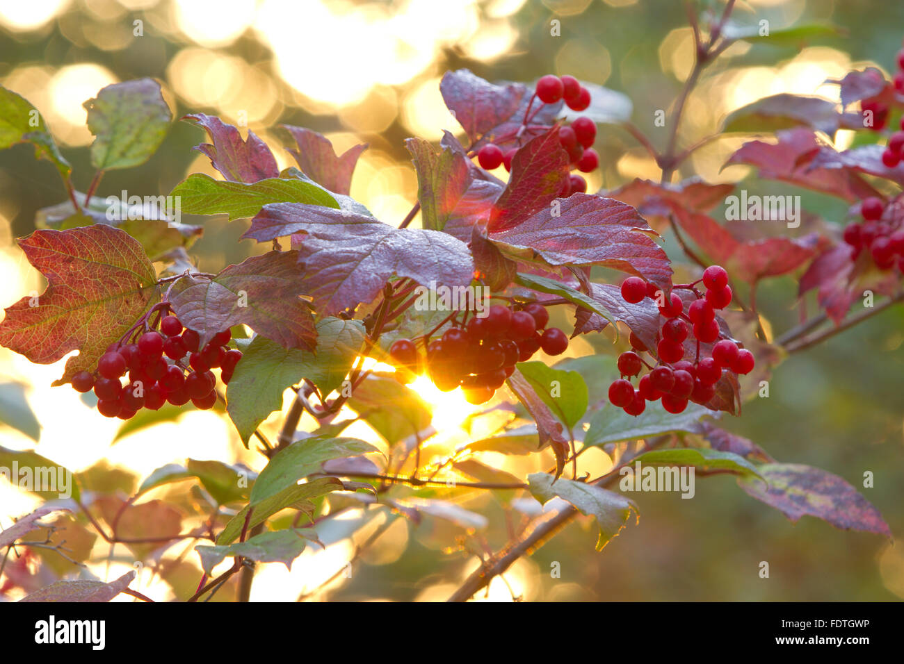 Guelder Rose (Viburnum opulus) sunlight though a tree with ripe berries in Autumn. Powys, Wales. October. Stock Photo