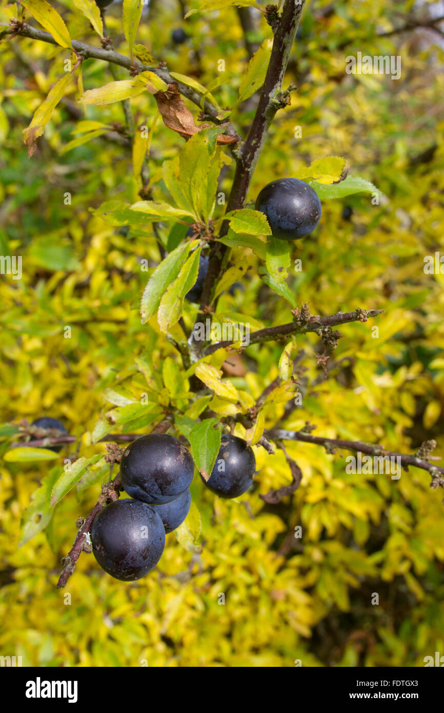 Blackthorn (Prunus spinosa) close-up of leaves and berries, growing in a hedge in autumn. Powys, Wales. October. Stock Photo