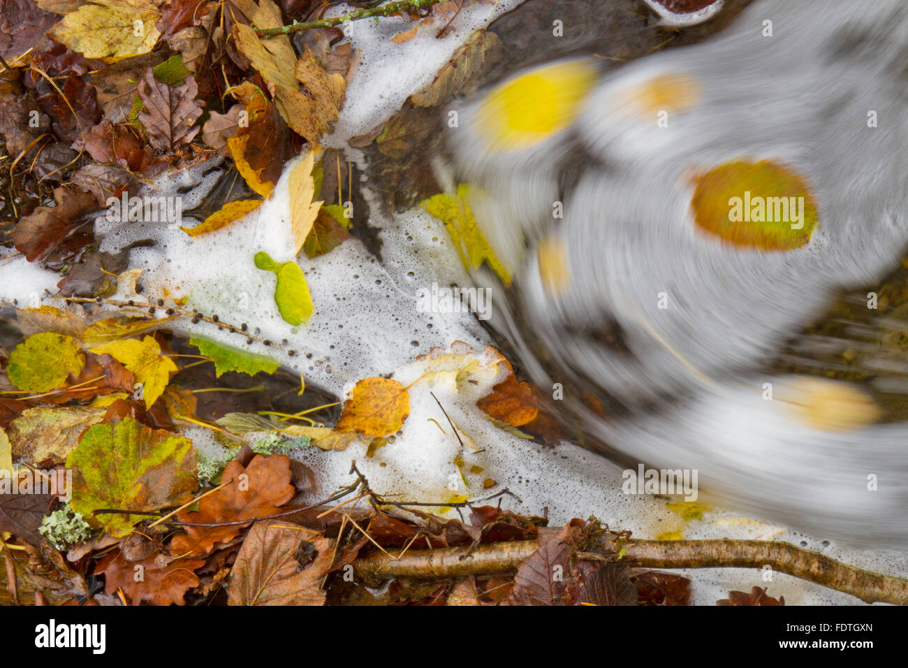 Fallen Autumn leaves accumulating in a stream. Powys, Wales. November. Stock Photo