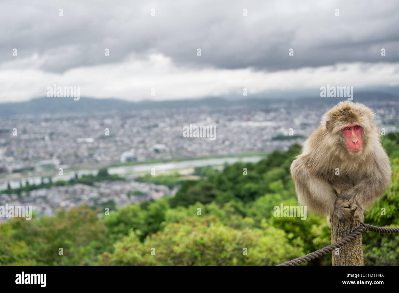 Monkey on top of trunk in Arashiyama mountain, kyoto Stock Photo - Alamy