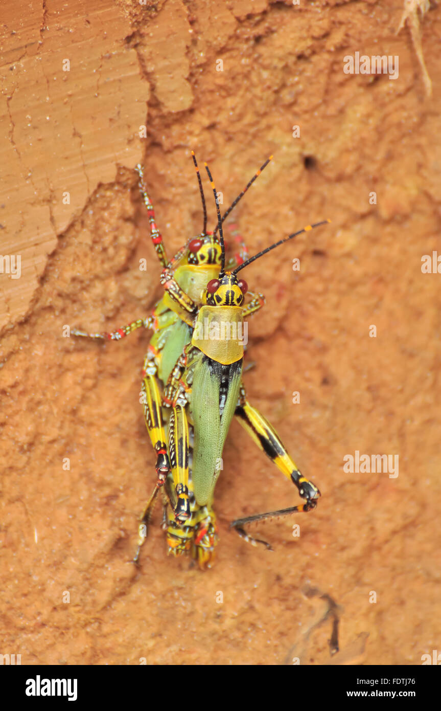 Zonocerus variegatus: Two African Variegated Grasshoppers mating Stock Photo