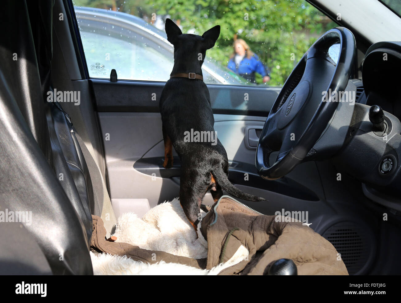 Schwerin, Germany, Dog waits sehnsuechig in the car to its owner Stock Photo