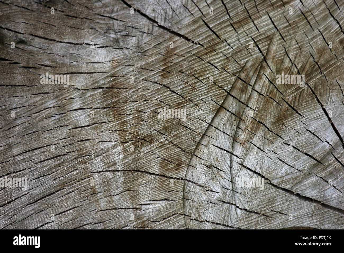 Neustadt (Dosse), Germany, cross-section of a tree trunk Stock Photo
