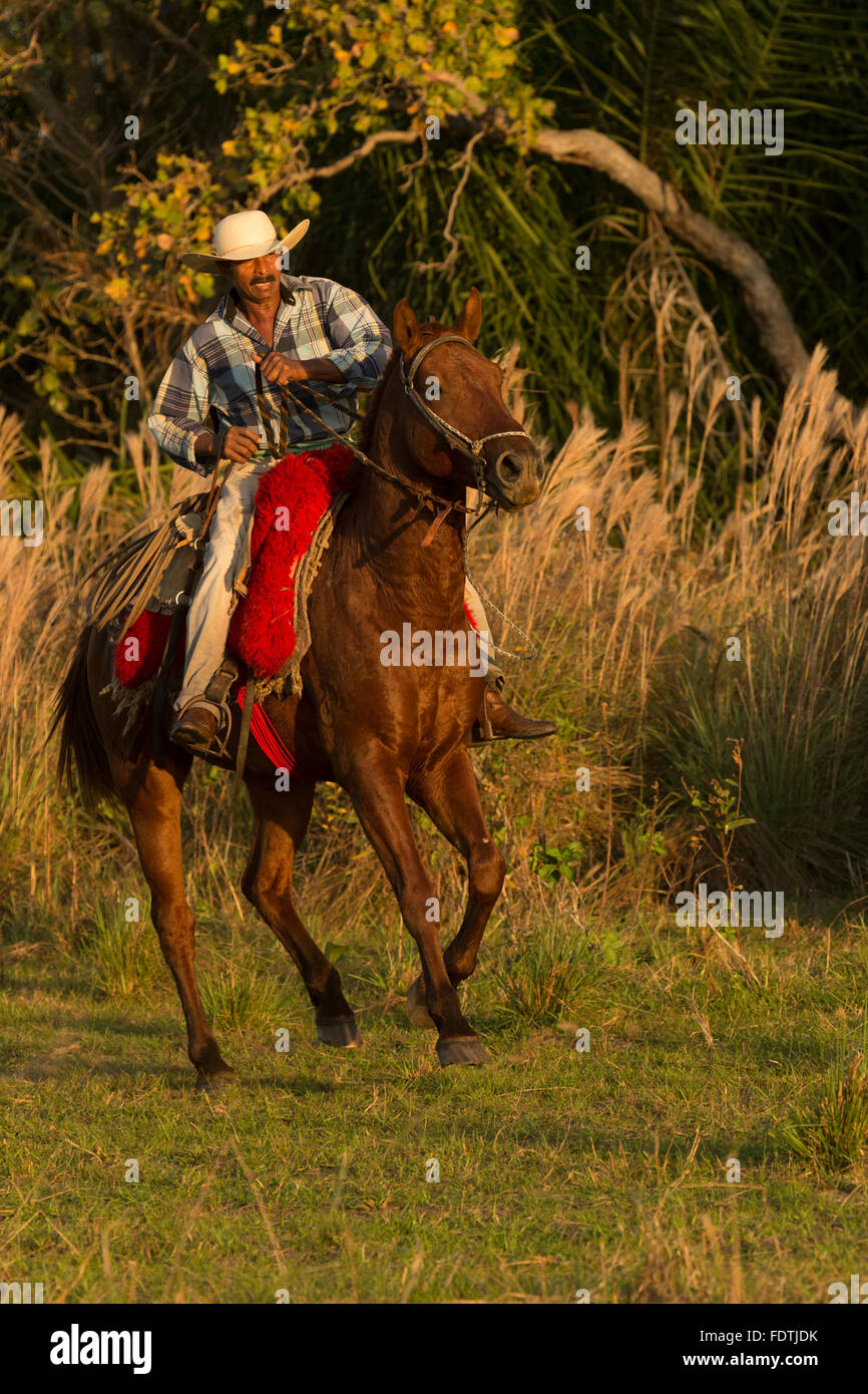 Pantaneiro horse Pantanal Brazil wild wetland sun Stock Photo - Alamy