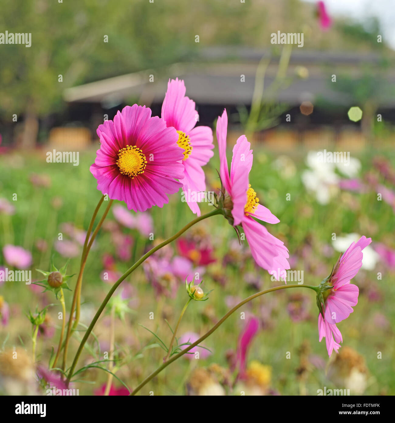Beautiful cosmos flower hi-res stock photography and images - Alamy