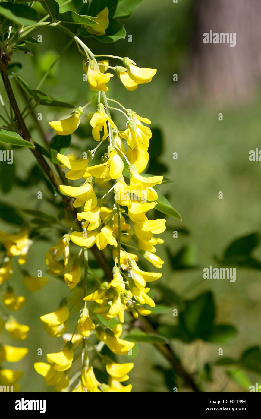 Fiori Gialli Grappolo