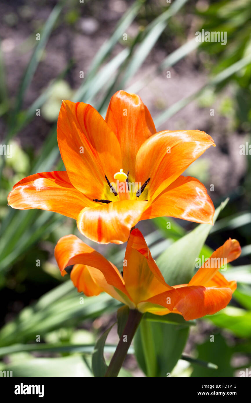 Decorative bright orange flowers, lily. Soft selective focus. Closeup Image. Stock Photo